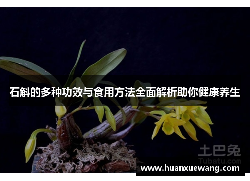 石斛的多种功效与食用方法全面解析助你健康养生